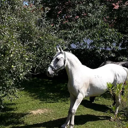 Gut Hanneshof Πανσιόν Erpfendorf